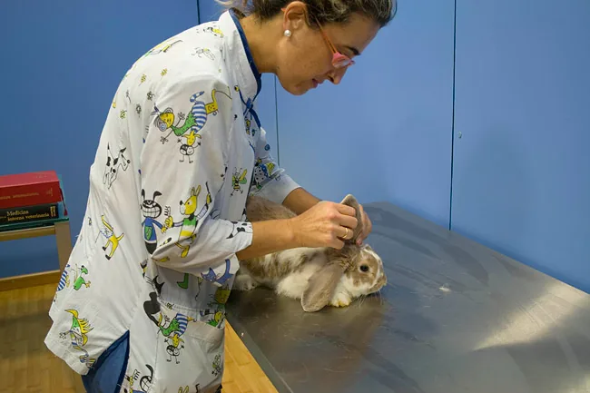 Una veterinaria explora con delicadeza a un conejo sobre la mesa de la consulta