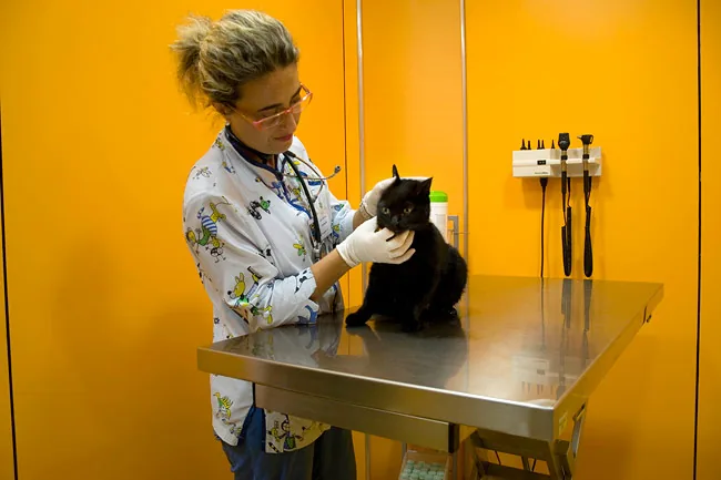 Una veterinaria sujeta con cuidado a un gato negro en la consulta