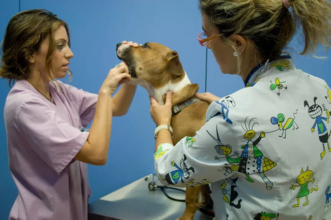 Dos profesionales de la clínica exploran a un perro mestizo sobre la mesa de la consulta