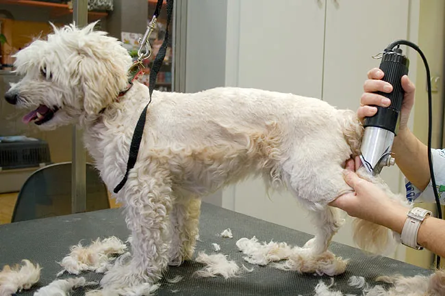 Un perro blanco de pelo rizado sobre la mesa de peluquería mientras le cortan el pelo